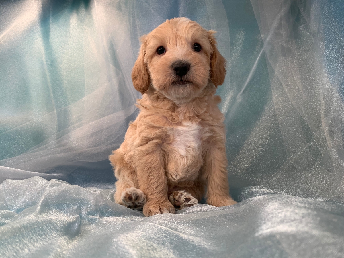 Male Schnoodle Puppy for Sale, DOB 12-26-2021 $1200